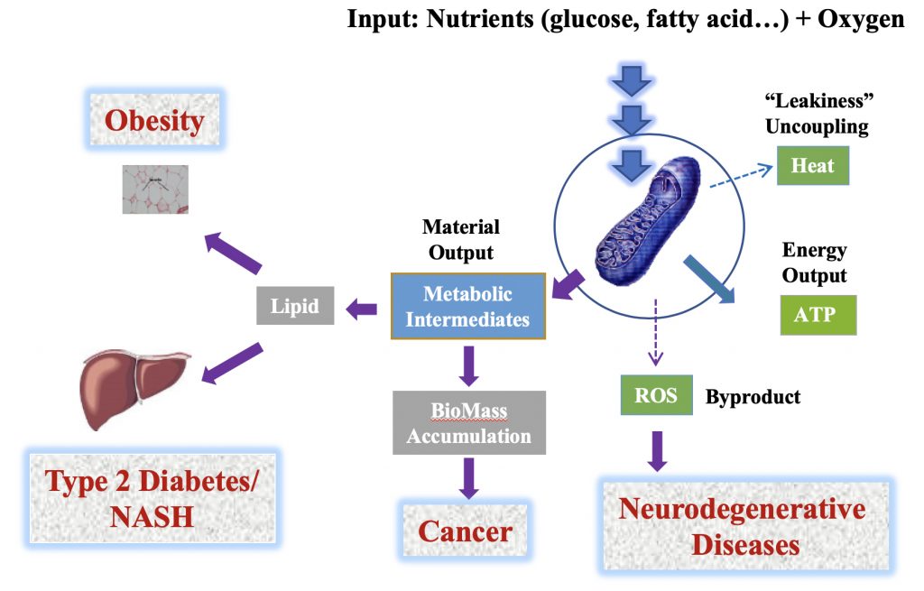 Mitochondria and Diseases of Our Era - MitoBio Pharma LLC